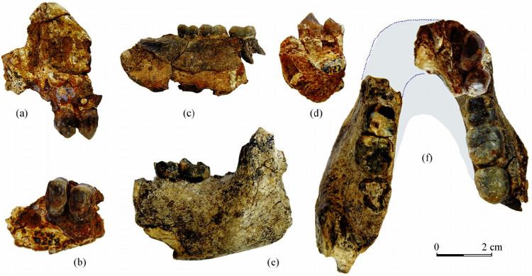 Lufengpithecus Maxillary and mandibular fragments of Lufengpithecus Figure 2 of 2