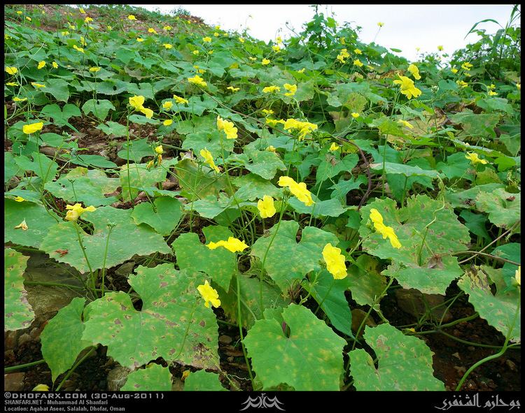 Luffa acutangula Angled Loofah Luffa acutangula var amara Flowers in Aqa Flickr