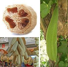 Luffa aegyptiaca httpsuploadwikimediaorgwikipediacommonsthu