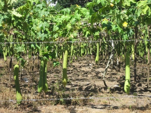 Luffa aegyptiaca Luffa Luffa aegyptiaca Feedipedia