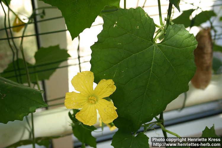 Luffa aegyptiaca Photo Luffa aegyptiaca 2 Henriette39s Herbal Homepage