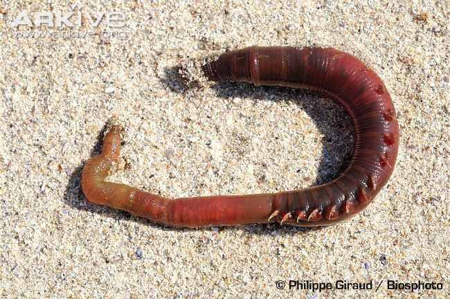 Lugworm Alchetron The Free Social Encyclopedia Lugworm Alchetron The Free Social Encyclopedia