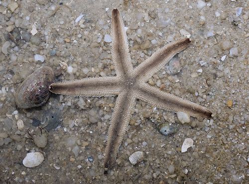 Luidia The Echinoblog Learning about Luidia 5 Things about The OTHER Sand