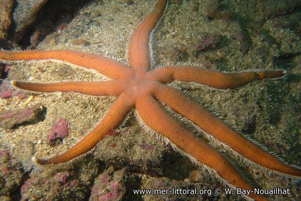 Luidia ciliaris European Marine Life Luidia ciliaris Sevenarmed starfish