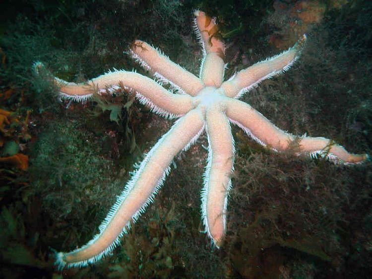 Luidia ciliaris MarLIN The Marine Life Information Network Sevenarmed starfish