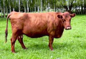 Luing cattle LUING CATTLE