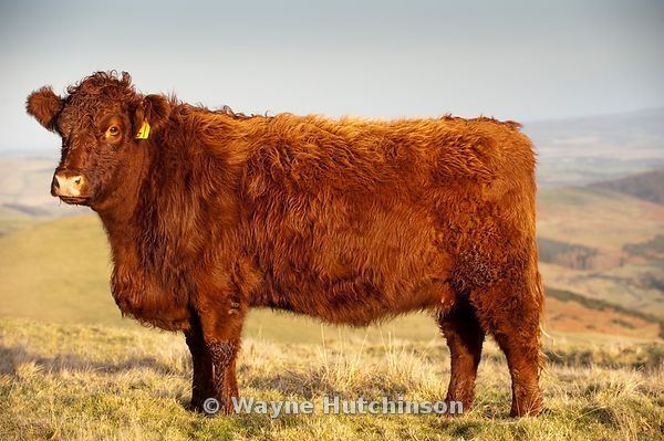 Luing cattle Wayne Hutchinson Photography Luing cattle grazing on hill pastures