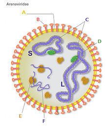 Lujo virus httpsuploadwikimediaorgwikipediacommonsthu