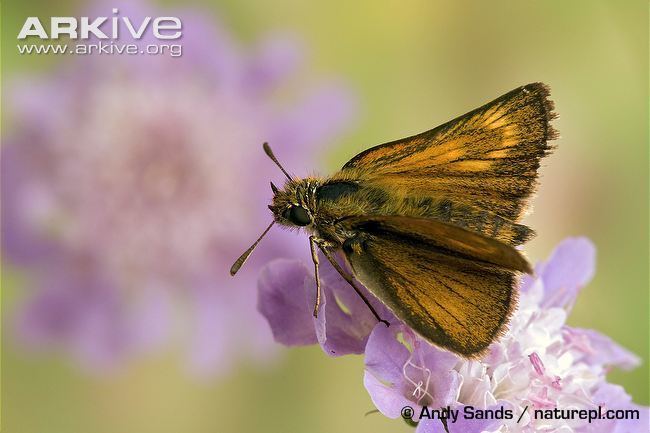 Lulworth skipper Lulworth skipper videos photos and facts Thymelicus acteon ARKive