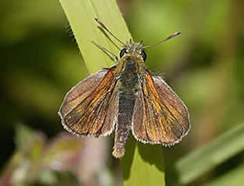 Lulworth skipper Butterfly Conservation Dorset Skippers