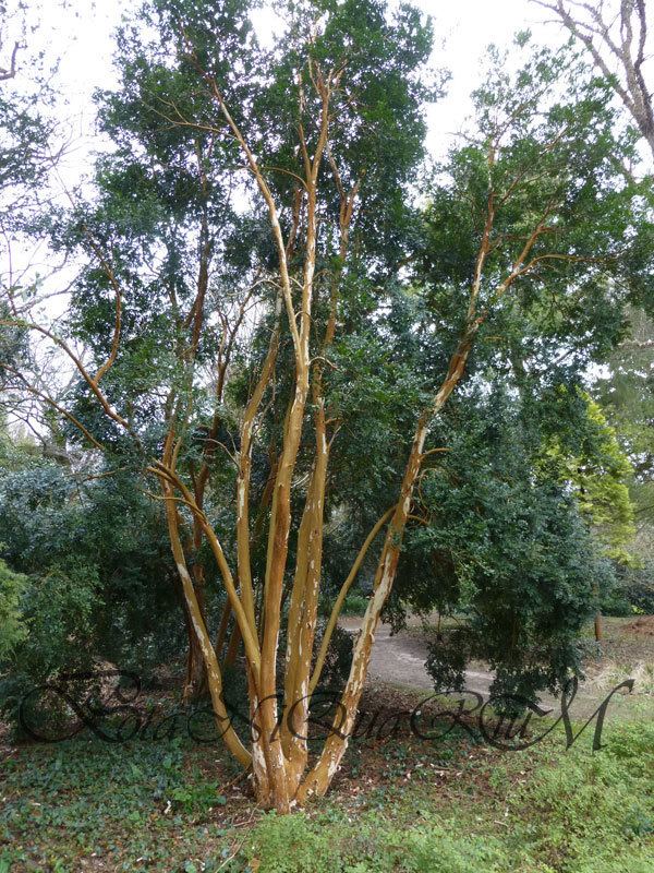 Luma apiculata Botaniquarium Luma apiculata Myrtaceae