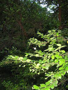 Luma (plant) httpsuploadwikimediaorgwikipediacommonsthu