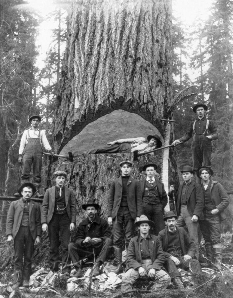 Lumberjack The oldschool lumberjacks who felled giant trees with axes