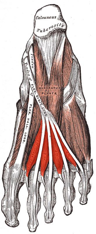 Lumbricals of the foot