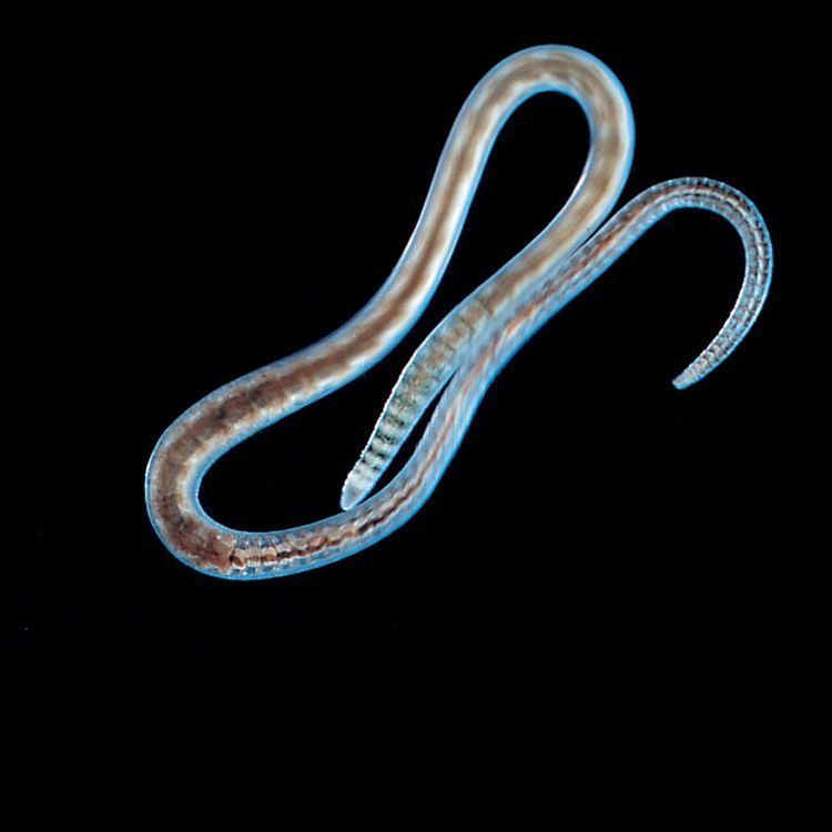 Lumbriculus variegatus on a black background