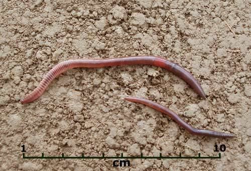 Lumbricus Lumbricus rubellus Earthworms Te Ara Encyclopedia of New Zealand