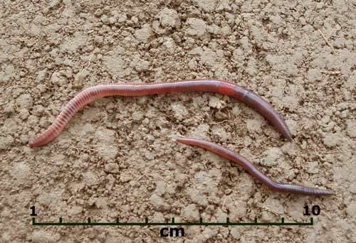 Lumbricus terrestris — Wikipédia