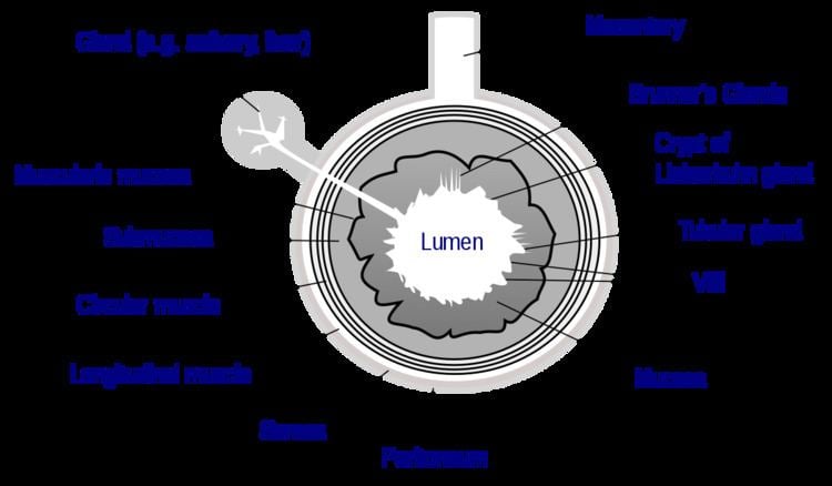Lumen (anatomy)