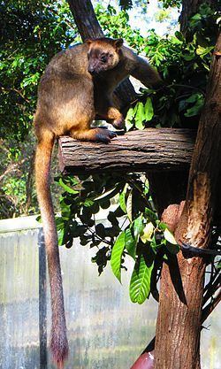 Lumholtz's tree-kangaroo httpsuploadwikimediaorgwikipediacommonsthu