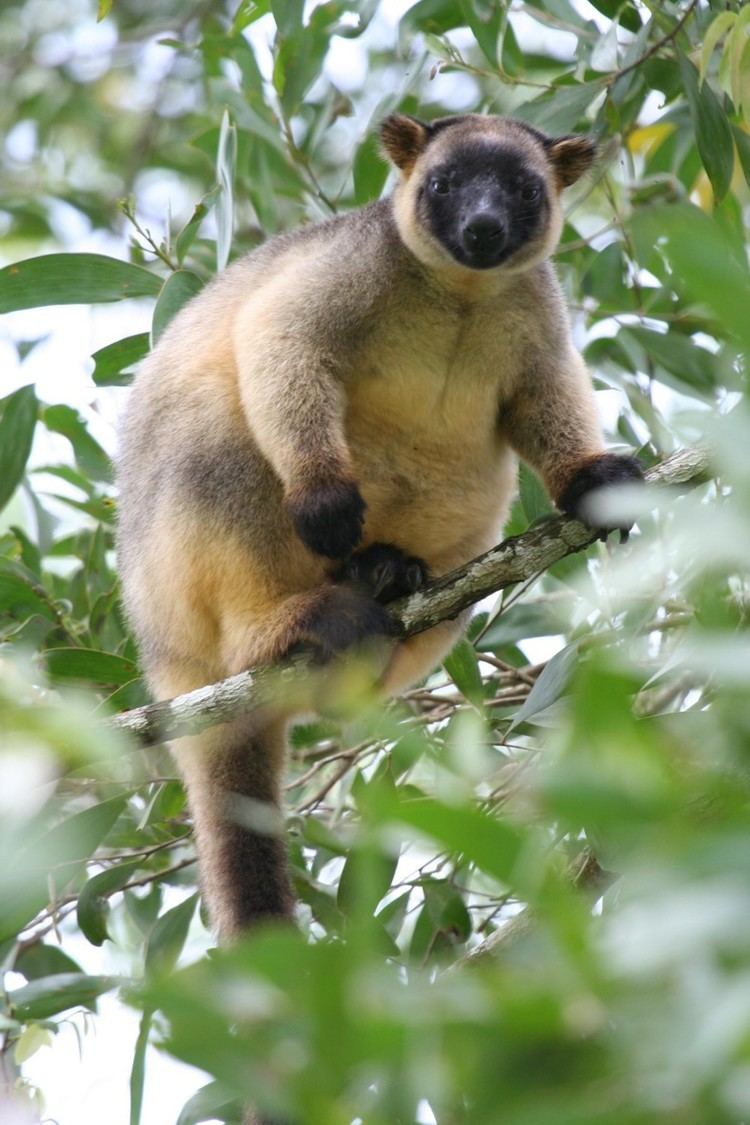 Lumholtz's tree-kangaroo Lumholtz tree kangaroo Habitat Behavior Life Span Diet and
