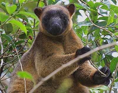 Lumholtz's tree-kangaroo Lumholtz39s Tree Kangaroo Animal Pictures and Facts FactZoocom