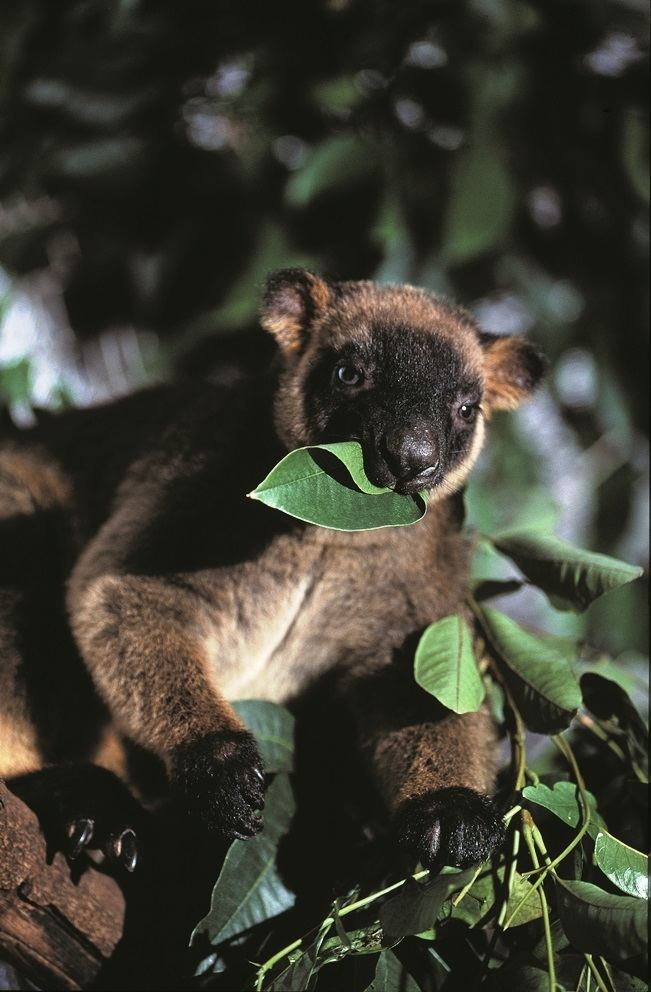 Lumholtz's tree-kangaroo Australian Wildlife Conservancy