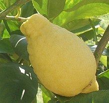 Lumia (citrus) httpsuploadwikimediaorgwikipediacommonsthu