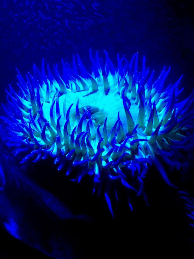 Luminescence Luminescence in the animal kingdom Seattle Aquarium Blog