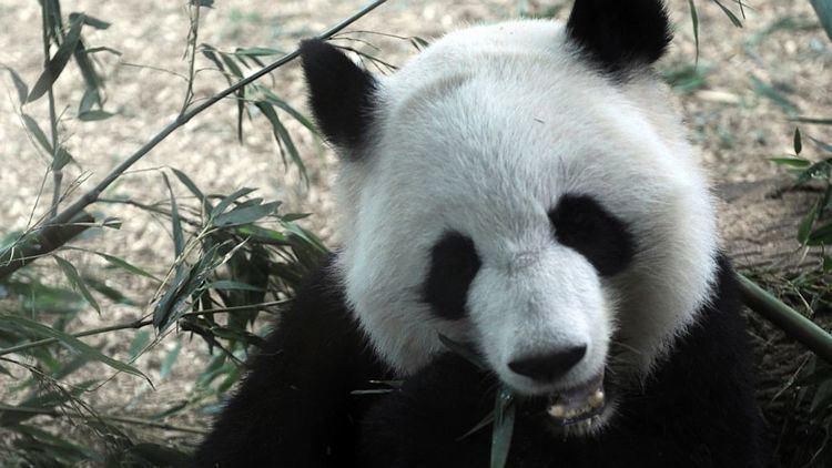 Lun Lun Giant Panda Lun Lun Gives Birth to Twin Cubs ABC News