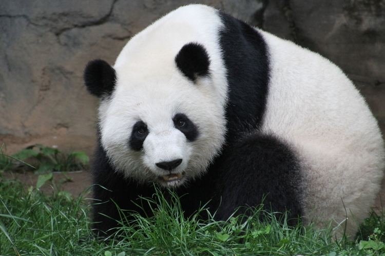 Lun Lun Atlanta panda breeding season peaks with artificial insemination for