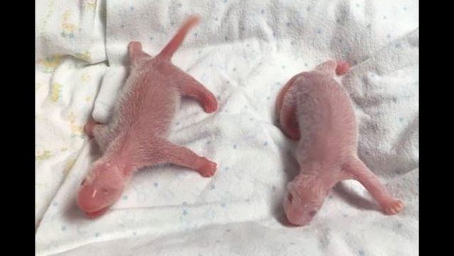 Lun Lun Zoo Atlanta39s Lun Lun gives birth to twin cubs Story WAGA