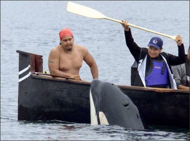 Luna (killer whale) Luna the orca killed by tugboat seattlepicom