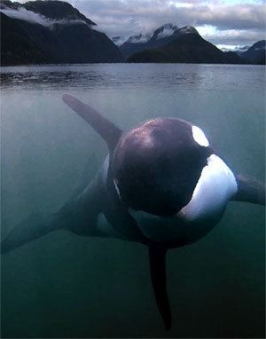 Luna (killer whale) An Orca Named Luna The Winter Dolphin Chronicles