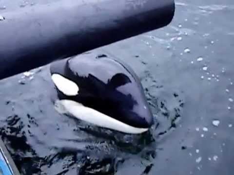 Luna (killer whale) Orca39s West Coast Canada Orphaned From Pod Luna Of Nootka Sound