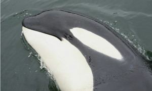 Luna (killer whale) httpsuploadwikimediaorgwikipediaencc4Lun