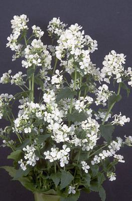 Lunaria annua Lunaria annua var albiflora whiteflowered honestyRHS Gardening