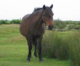 Lundy pony Lundy Pony Information Origin History Pictures Horse Breeds