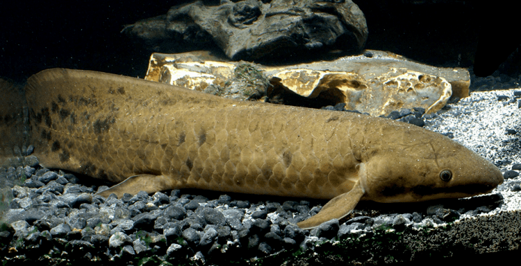 Lungfish Lungfishes PRIMITIVE FISHES