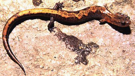 Lungless salamander wwwtolweborgtreeToLimagesplethodondorsalisjpeg
