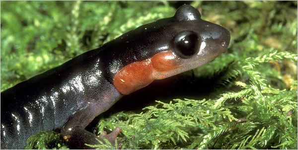 Lungless salamander - Alchetron, The Free Social Encyclopedia