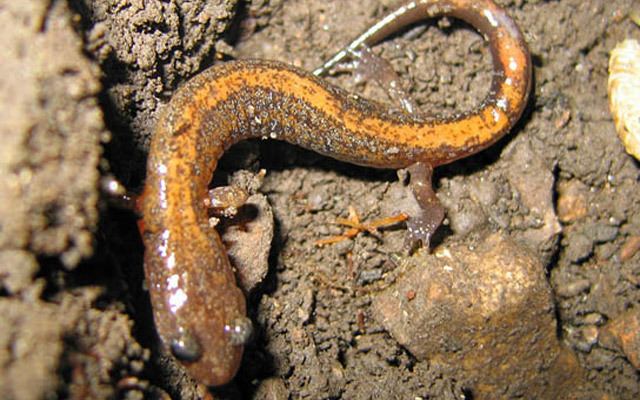 Lungless salamander Lungless Salamanders The Nature Conservancy