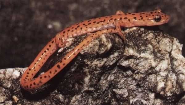 Lungless salamander Cave salamander