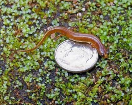 Lungless salamander Tiny Lungless Salamander Discovered in Georgia Science Smithsonian
