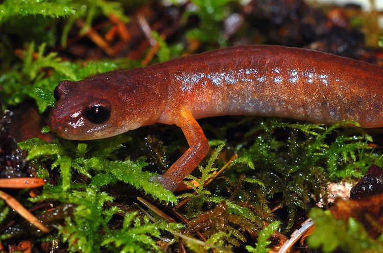 Lungless salamander The Lungless Salamander Ensatina eschscholtzii in Washington