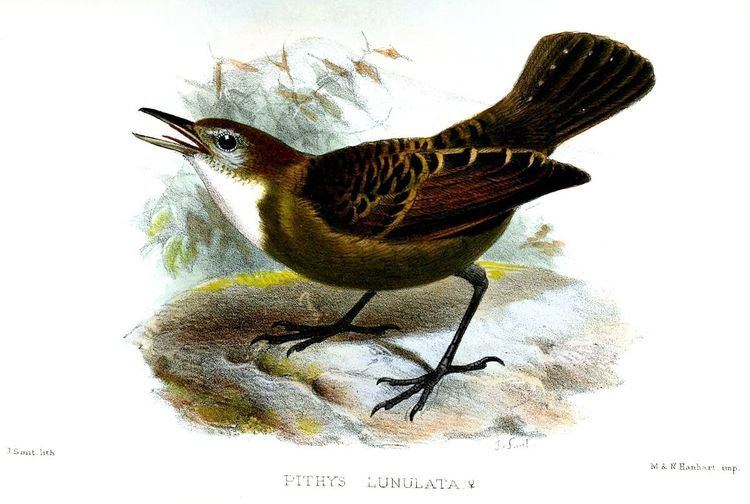 Lunulated antbird