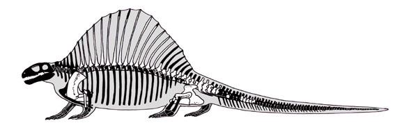 Lupeosaurus wwwpaleofilecomimgesPelycosaursLupeosaurus20