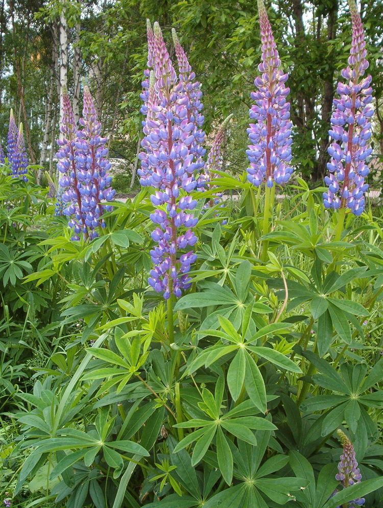 Lupinus Lupinus polyphyllus Wikiwand