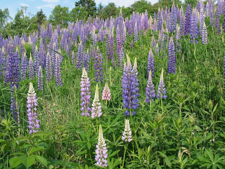 Lupinus Lupinus polyphyllus blue lupine Go Botany