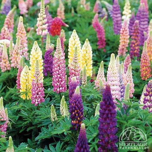 Lupinus Plant Profile for Lupinus Popsicle Series mixture Popsicle Lupine