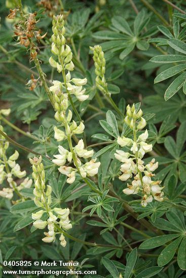 Lupinus albicaulis Lupinus albicaulis sicklekeeled lupine Wildflowers of the